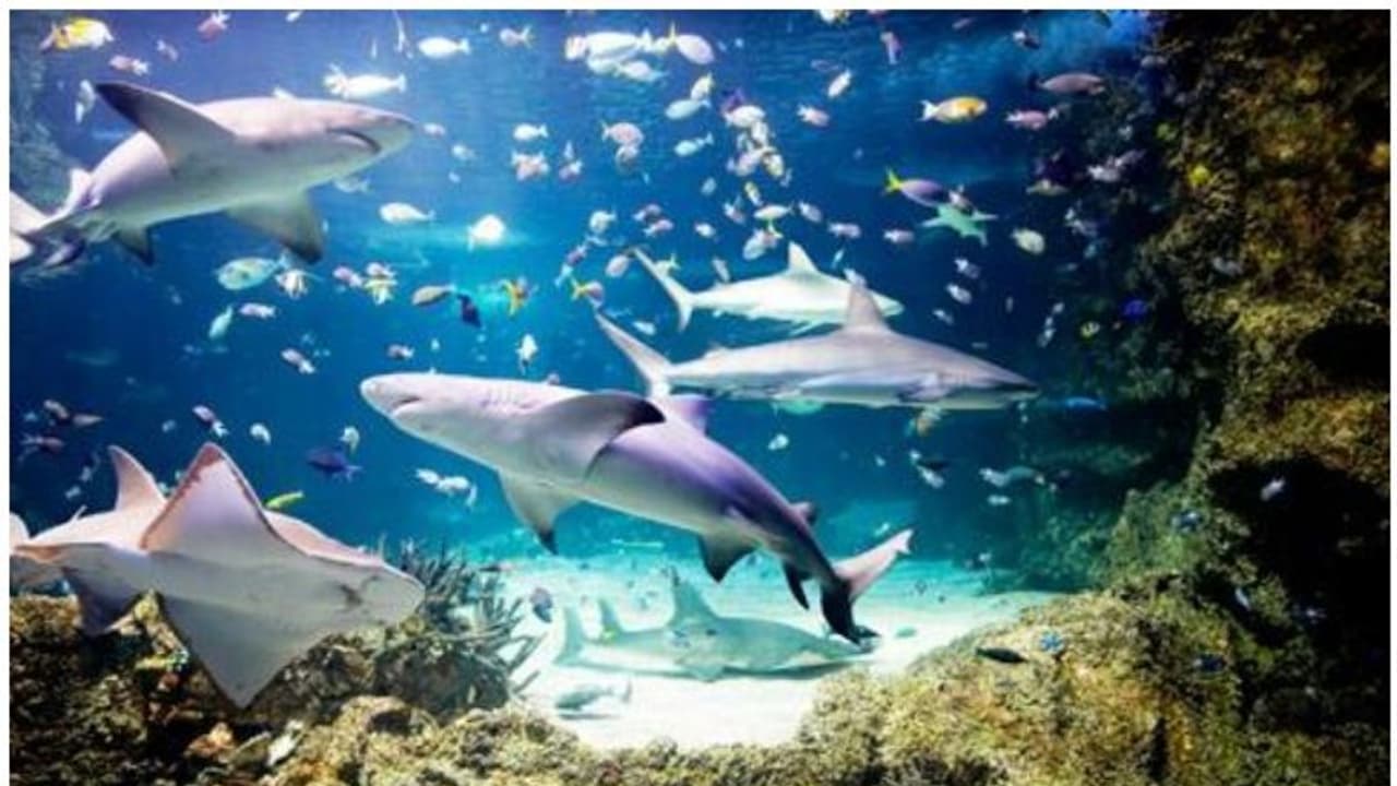 മനുഷ്യരെ കാണുന്നില്ല, മത്സ്യങ്ങള്‍ കടുത്ത വിഷാദത്തിലോ?