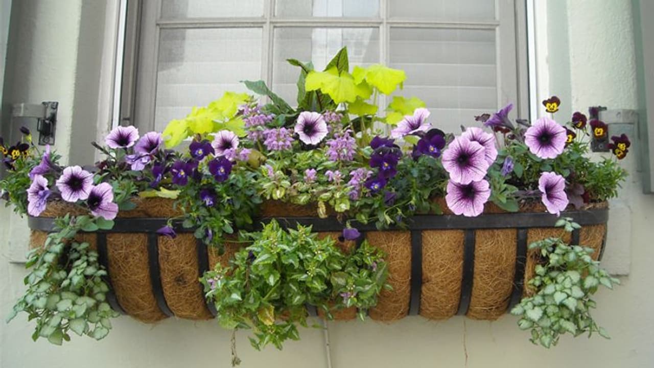 അപ്പാര്ട്ട്മെന്റില് ചെടികള് വളര്ത്താന് ടിപ്സ്; തുടക്കക്കാര്ക്കും എളുപ്പത്തില് പൂന്തോട്ടമുണ്ടാക്കാം അപ്പാര്ട്ട്മെന്റില് ചെടികള് വളര്ത്താന് ടിപ്സ്; തുടക്കക്കാര്ക്കും എളുപ്പത്തില് പൂന്തോട്ടമുണ്ടാക്കാം