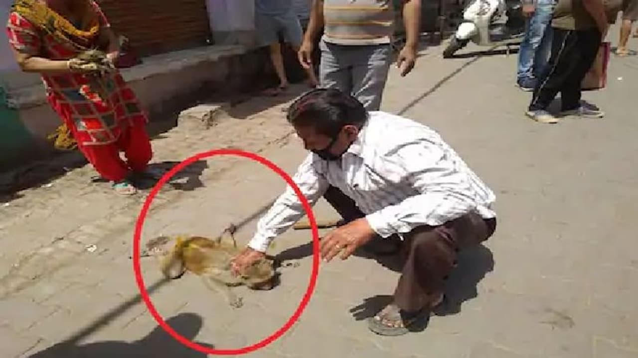 डिलीवरी के दौरान गर्भ में मरा बच्चा, बंदरियां का ये हुआ ऐसा हाल, पति पत्नी ने बचाई जान डिलीवरी के दौरान गर्भ में मरा बच्चा, बंदरियां का ये हुआ ऐसा हाल, पति पत्नी ने बचाई जान