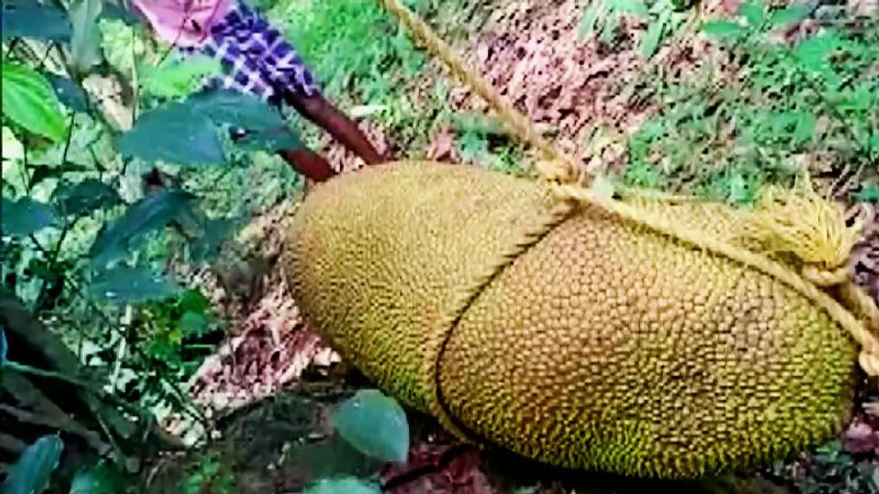 লকডাউনে কাঁঠাল হল দৈত্যাকৃতি, বিশ্বরেকর্ডের দৌড়ে জোর প্রতিযোগিতা দুই ৫০ কেজির লকডাউনে কাঁঠাল হল দৈত্যাকৃতি, বিশ্বরেকর্ডের দৌড়ে জোর প্রতিযোগিতা দুই ৫০ কেজির