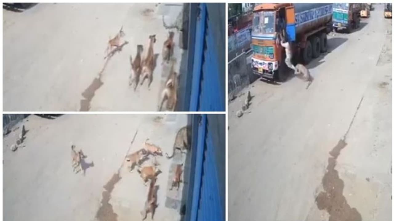 ലോറി ജീവനക്കാരെ ആക്രമിക്കാന് ശ്രമിച്ച പുലിയെ തുരത്തി തെരുവുനായകള് ലോറി ജീവനക്കാരെ ആക്രമിക്കാന് ശ്രമിച്ച പുലിയെ തുരത്തി തെരുവുനായകള്