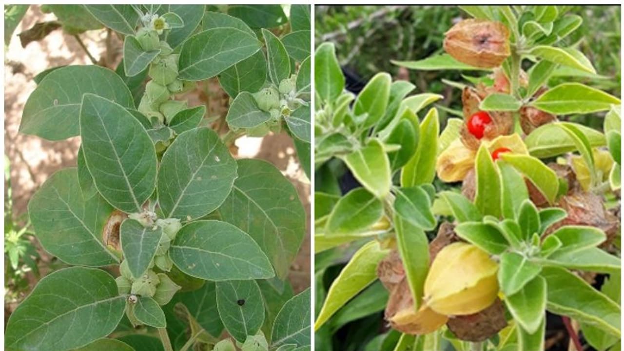 കൊവിഡ് 19 രോഗബാധ ഭേദമാക്കാന് അശ്വഗന്ധ; പഠനവുമായി ദില്ലി ഐഐടി കൊവിഡ് 19 രോഗബാധ ഭേദമാക്കാന് അശ്വഗന്ധ; പഠനവുമായി ദില്ലി ഐഐടി