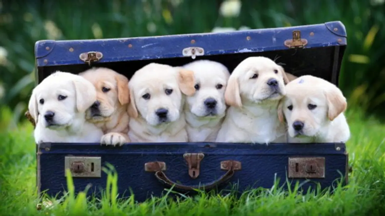 దేశ రాజధాని ఢిల్లీలో కుక్కలకూ స్మశానవాటిక దేశ రాజధాని ఢిల్లీలో కుక్కలకూ స్మశానవాటిక