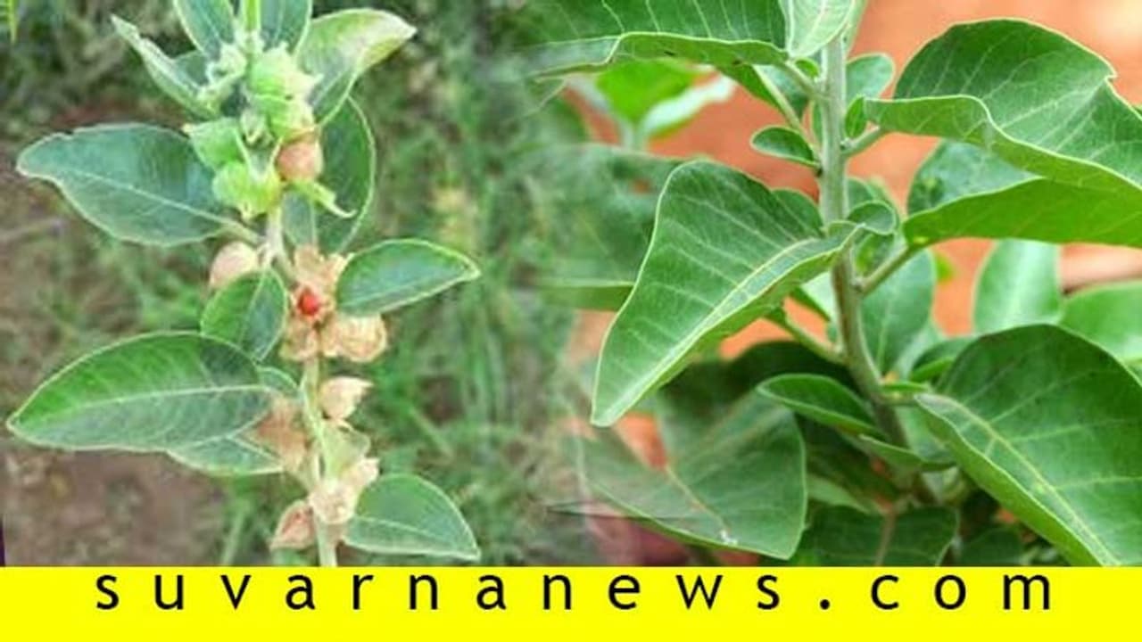 ನಮ್ಮ ಹಿತ್ತಲ ಗಿಡದಲ್ಲೇ ಇದೆ ಕೊರೋನಾಗೆ ಮದ್ದು!