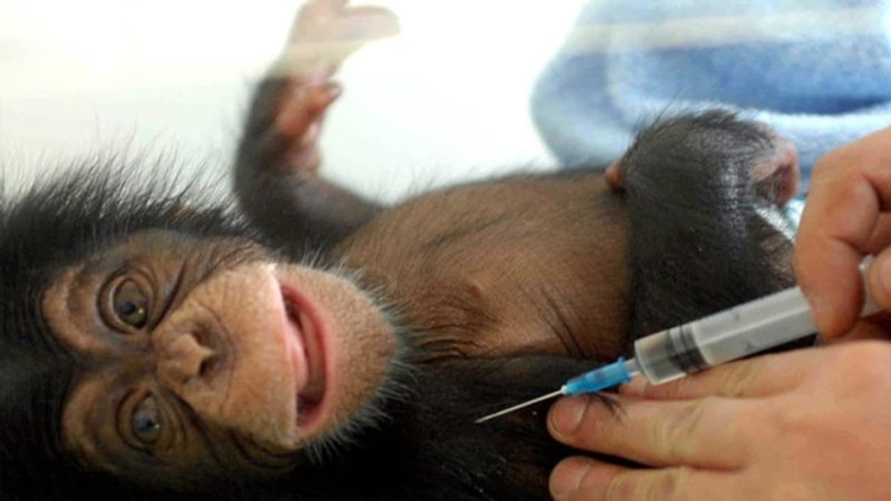 ಕೋವ್ಯಾಕ್ಸಿನ್ ಪರೀಕ್ಷೆಗೆ ಕೋತಿ ಹುಡುಕಿದ್ದು ಹೇಗೆ? ಕುತೂಹಲದ ಅಂಶ ಬಯಲು! ಕೋವ್ಯಾಕ್ಸಿನ್ ಪರೀಕ್ಷೆಗೆ ಕೋತಿ ಹುಡುಕಿದ್ದು ಹೇಗೆ? ಕುತೂಹಲದ ಅಂಶ ಬಯಲು!