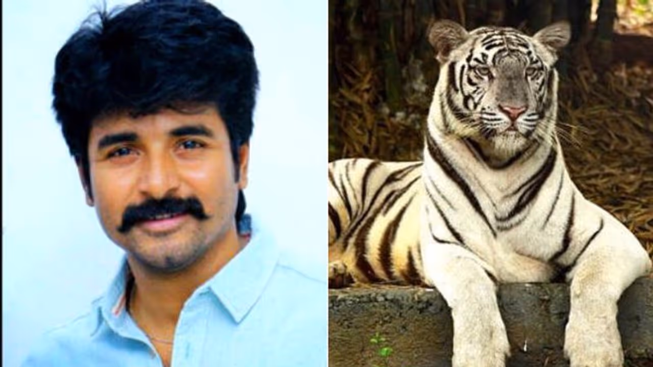 மீண்டும் அனு என்கிற வெள்ளை புலியை தத்தெடுத்த சிவகார்த்திகேயன்!