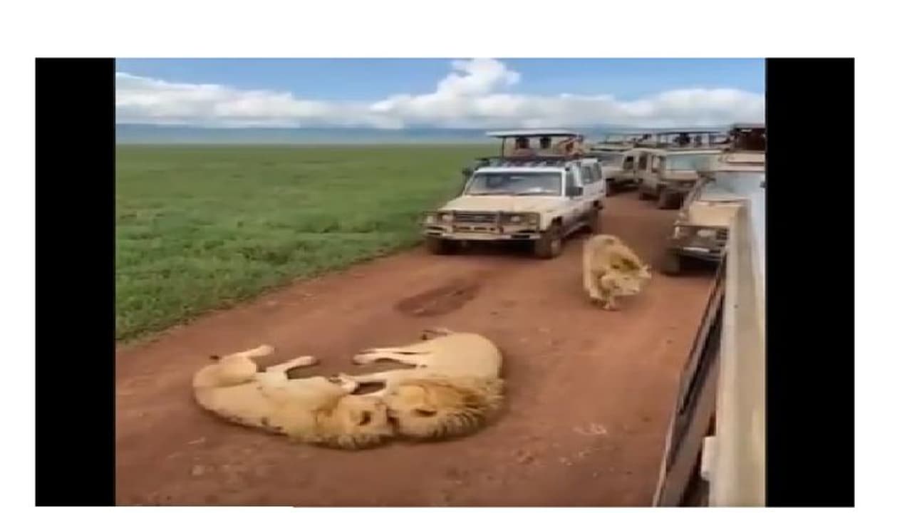 Lions cause traffic jam during tourists’ safari ride in Africa Lions cause traffic jam during tourists’ safari ride in Africa