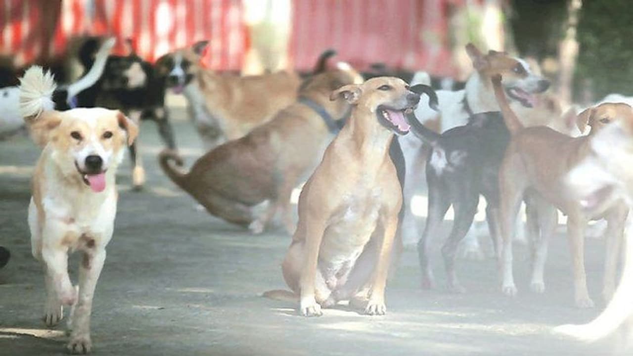 ಬೀದಿ ನಾಯಿಗಳ ಅನುಮಾನಾಸ್ಪದ ಸಾವು: ಮೃತದೇಹ ಪರೀಕ್ಷೆಗೆ ಬೀದಿ ನಾಯಿಗಳ ಅನುಮಾನಾಸ್ಪದ ಸಾವು: ಮೃತದೇಹ ಪರೀಕ್ಷೆಗೆ