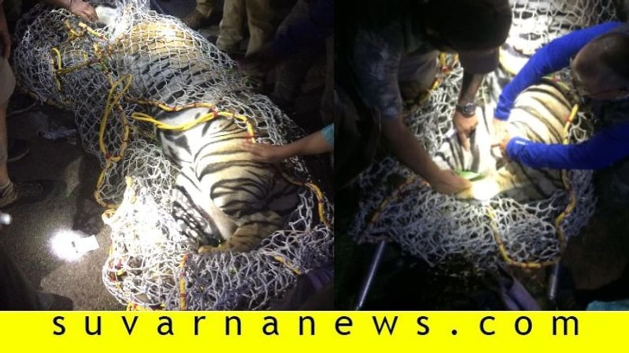 ಕೊಡಗಿನಲ್ಲಿ ಜನರ ನಿದ್ದೆಗೆಡಿಸಿದ್ದ 7 ವರ್ಷದ ಗಂಡು ಹುಲಿ ಸೆರೆ ಕೊಡಗಿನಲ್ಲಿ ಜನರ ನಿದ್ದೆಗೆಡಿಸಿದ್ದ 7 ವರ್ಷದ ಗಂಡು ಹುಲಿ ಸೆರೆ