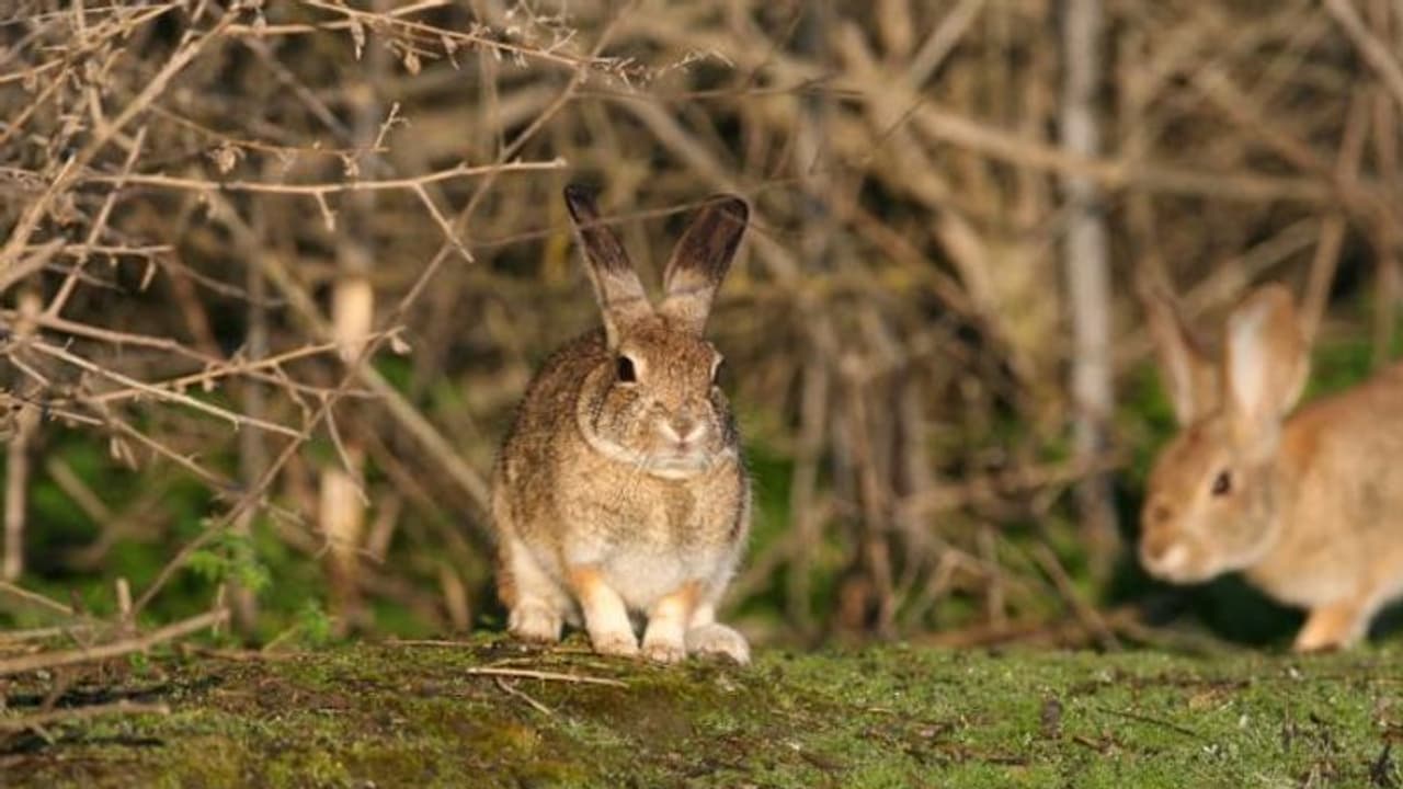 അമേരിക്കയിൽ മുയലുകൾക്ക് ഭീഷണിയായി പുതിയൊരു വൈറസ്, മനുഷ്യർക്ക് ആപത്താവുമോ?