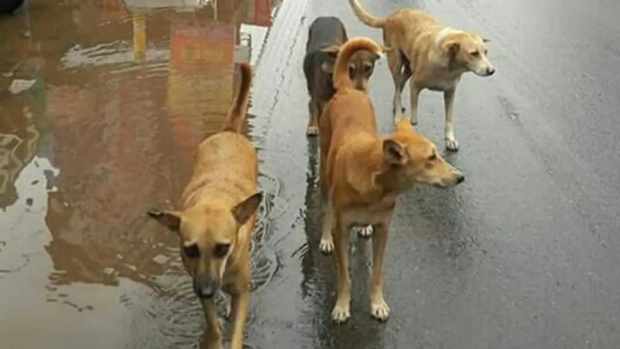 ലോക്ക്ഡൗണിൽ കടത്തിണ്ണകൾ കയ്യടക്കി തെരുവ് നായ്ക്കൾ; ദുരിതം പേറി വ്യാപാരികൾ ലോക്ക്ഡൗണിൽ കടത്തിണ്ണകൾ കയ്യടക്കി തെരുവ് നായ്ക്കൾ; ദുരിതം പേറി വ്യാപാരികൾ