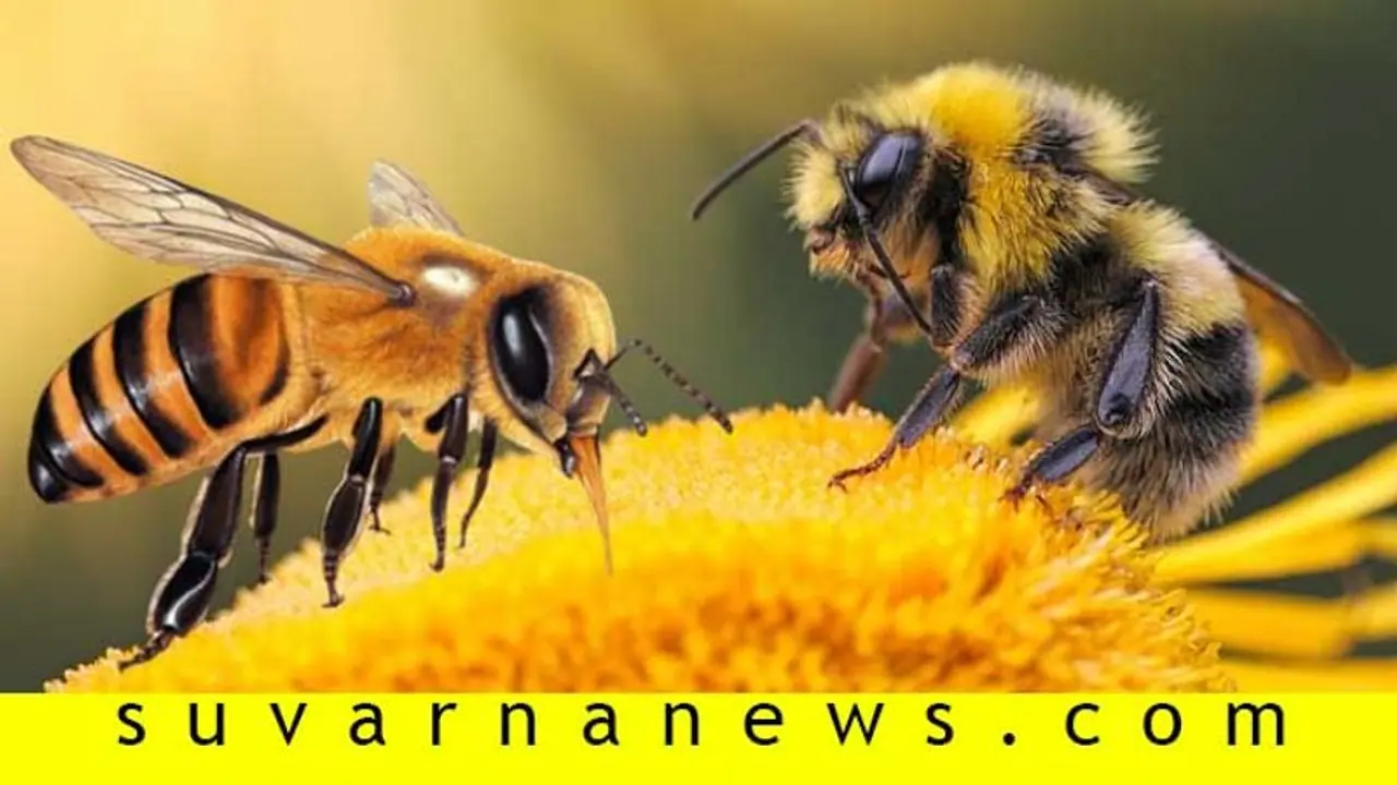 ಜೇನು ತುಪ್ಪದ ಸವಿ ಗೊತ್ತು, ಜೇನು ನೊಣವೂ ಇಷ್ಟು ಉಪಕಾರಿಯೇ? ಜೇನು ತುಪ್ಪದ ಸವಿ ಗೊತ್ತು, ಜೇನು ನೊಣವೂ ಇಷ್ಟು ಉಪಕಾರಿಯೇ?