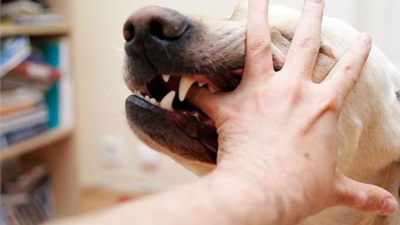 കടിച്ച നായയെ കെട്ടിത്തൂക്കി കൊന്ന് ക്രൂരത; പ്രതികളെ തേടി പൊലീസ് കടിച്ച നായയെ കെട്ടിത്തൂക്കി കൊന്ന് ക്രൂരത; പ്രതികളെ തേടി പൊലീസ്