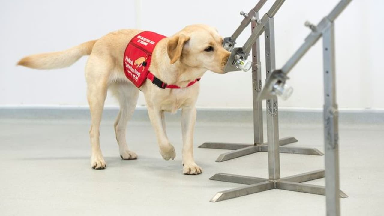 കൊറോണാ വൈറസിനെ മണത്തു കണ്ടുപിടിക്കാൻ നായ്ക്കളെ പരിശീലിപ്പിച്ചെടുക്കാനാകുമോ?