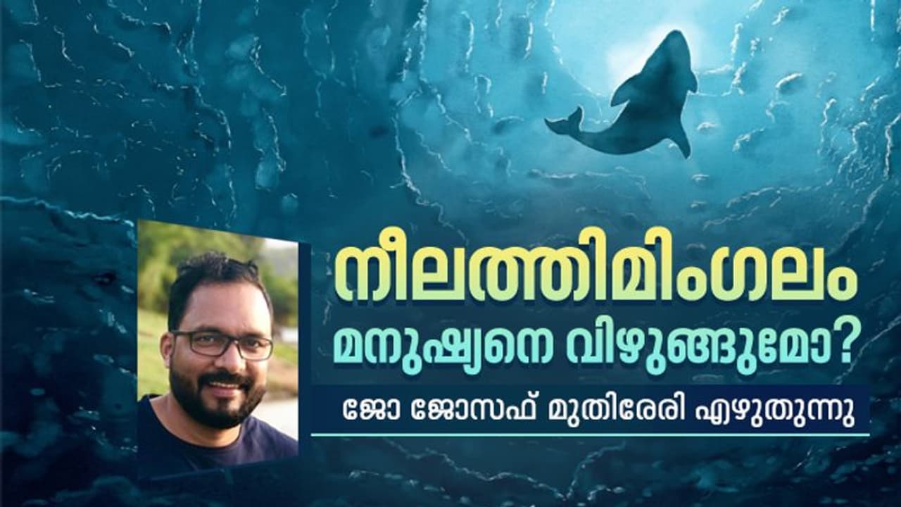 മൂന്ന് ബസുകളുടെ നീളം, ഒന്നര ബാസ്‌കറ്റ്ബാള്‍ കോര്‍ട്ടിന്റെ വീതി, നീല തിമിംഗലങ്ങളുടെ അറിയാക്കഥകള്‍