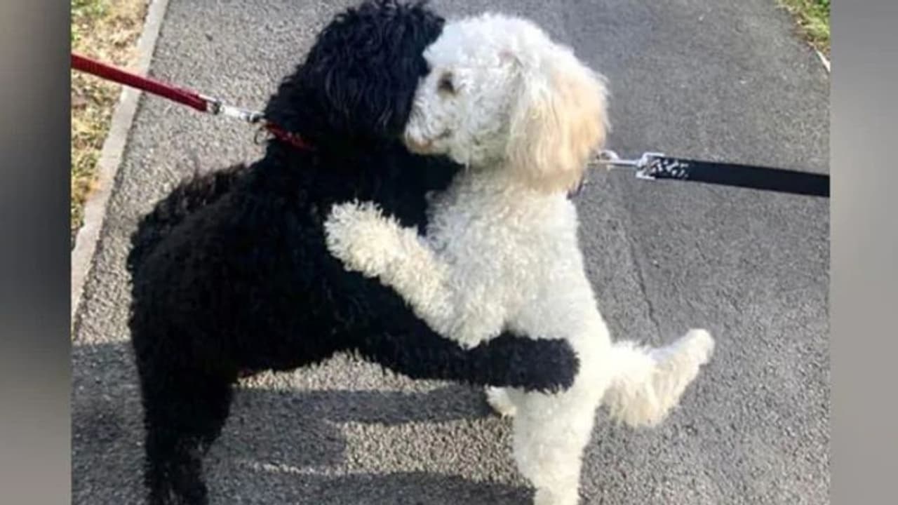 മാസങ്ങൾക്ക് മുമ്പ് പിരിഞ്ഞ സഹോദരങ്ങളായ പട്ടിക്കുഞ്ഞുങ്ങൾ അപ്രതീക്ഷിതമായി വഴിയിൽ കണ്ടുമുട്ടിയപ്പോൾ...