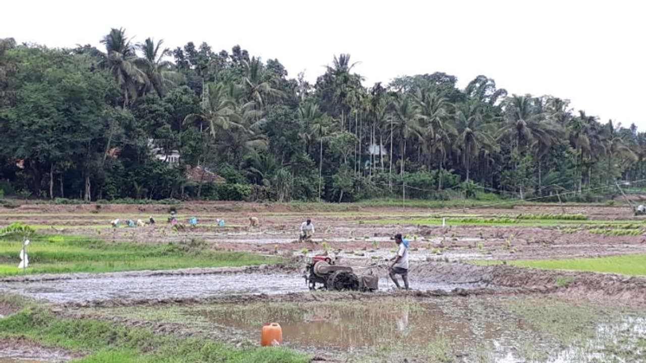 വയനാട്ടിലെ കര്‍ഷകര്‍ക്ക് ഇനി വൈദ്യുതിയില്‍ നിന്നും വരുമാനം; പദ്ധതിയുമായി അനര്‍ട്ട്