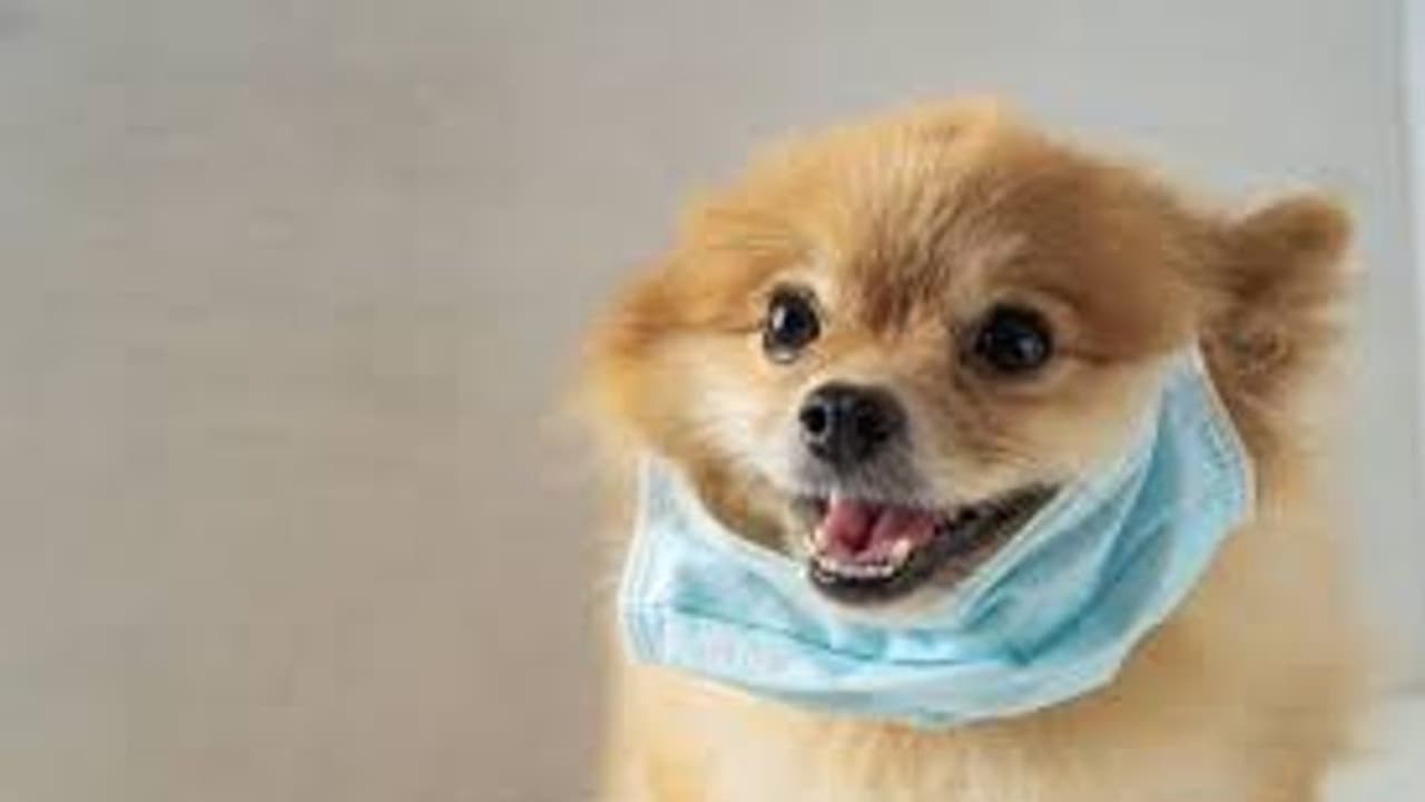 ಸಾಕು ಪ್ರಾಣಿಗಳ ಕರೆದೊಯ್ಯಲು 9 ಲಕ್ಷ ರೂಪಾಯಿ ನೀಡಿ ವಿಮಾನ ಬುಕ್ ಮಾಡಿದ ದೀಪಿಕಾ! ಸಾಕು ಪ್ರಾಣಿಗಳ ಕರೆದೊಯ್ಯಲು 9 ಲಕ್ಷ ರೂಪಾಯಿ ನೀಡಿ ವಿಮಾನ ಬುಕ್ ಮಾಡಿದ ದೀಪಿಕಾ!