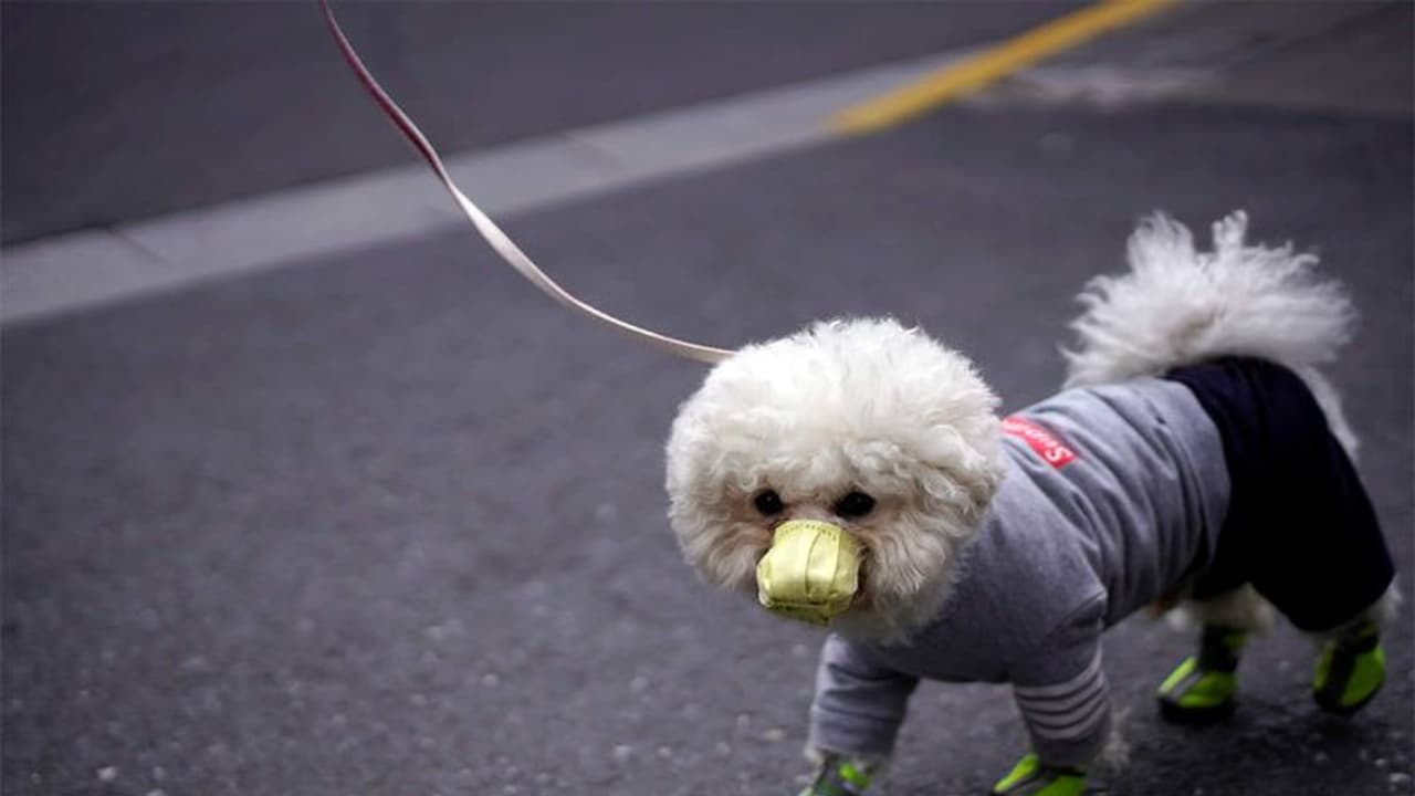 కుక్కకు సీమంతం, చదివింపులు.. వైరలవుతున్న ఫొటోలు...