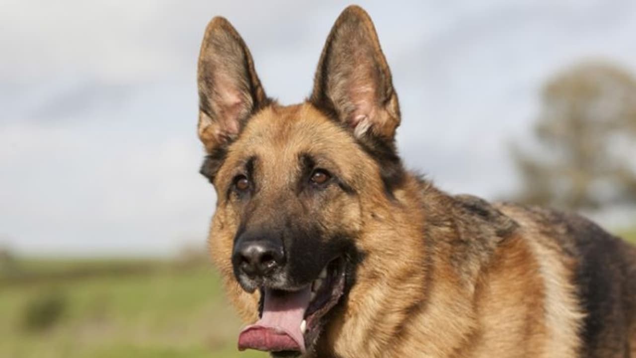 Animal Cruelty ಫ್ರೀಜರ್ ತೆರೆದ ಪೊಲೀಸರಿಗೆ ಅಚ್ಚರಿ, 183 ನಾಯಿ, ಹಲ್ಲಿ, ಹಾವು ಸೇರಿ ಹಲವು ಪ್ರಾಣಿಗಳು ಪತ್ತೆ,ಕೆಲವು ಜೀವಂತ!