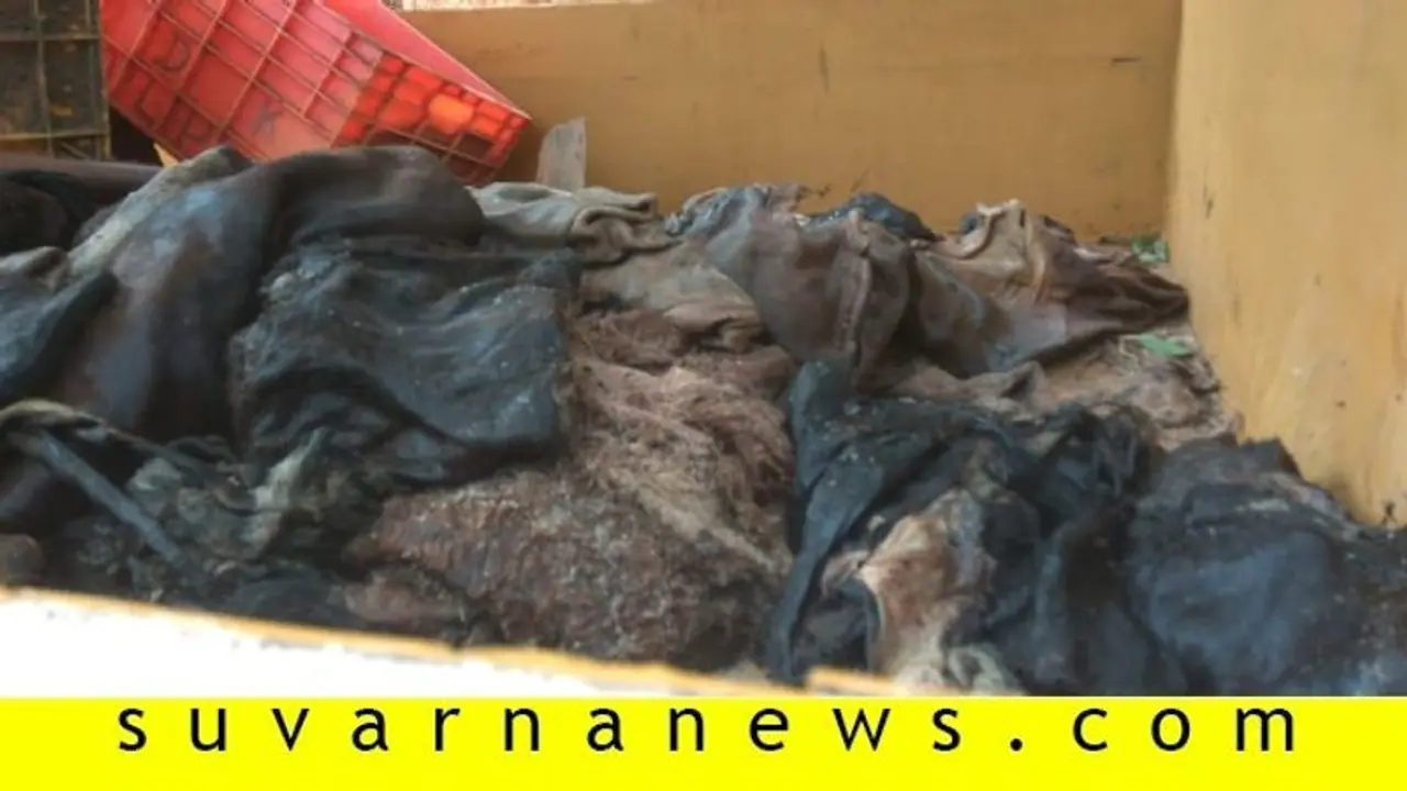 ಕಸಾಯಿಖಾನೆಗೆ ದಾಳಿ: 200 ಚರ್ಮ, 8 ಗೋವು ವಶ ಕಸಾಯಿಖಾನೆಗೆ ದಾಳಿ: 200 ಚರ್ಮ, 8 ಗೋವು ವಶ