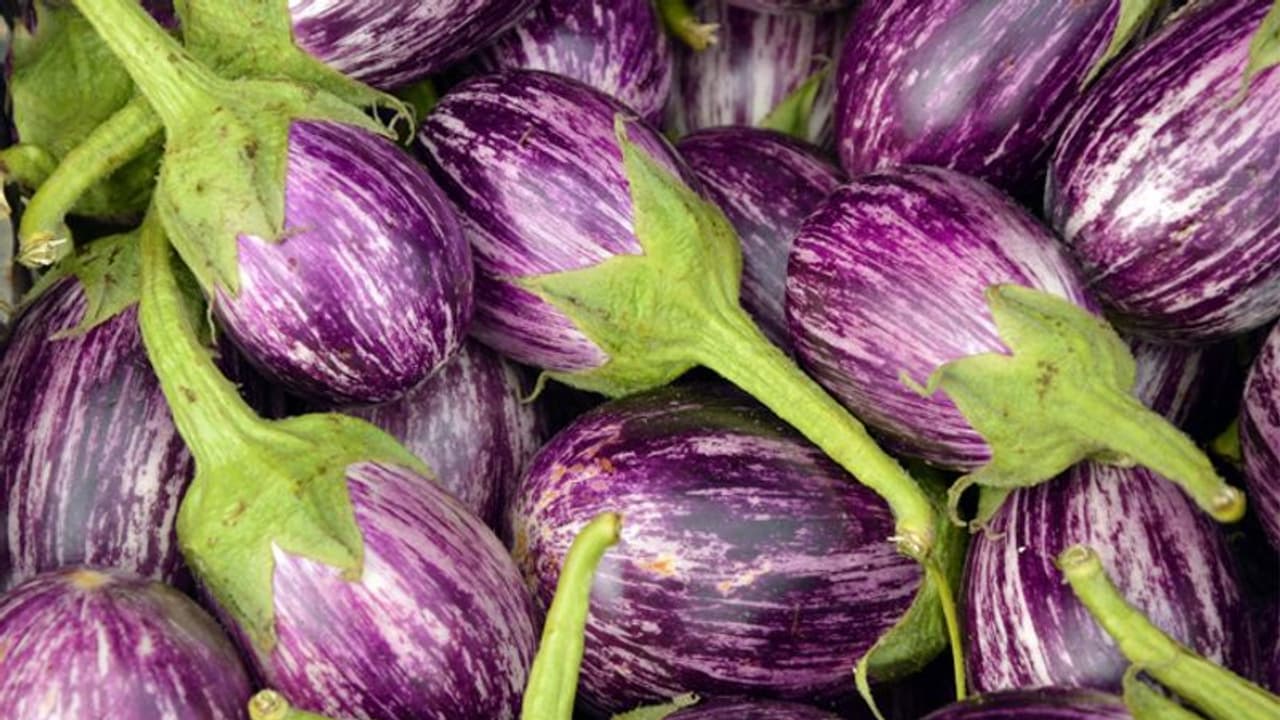 വഴുതനച്ചെടിയിലെ പൂക്കള് കൊഴിയാതിരിക്കാന് ഈ മാര്ഗ്ഗങ്ങള് പരീക്ഷിക്കാം വഴുതനച്ചെടിയിലെ പൂക്കള് കൊഴിയാതിരിക്കാന് ഈ മാര്ഗ്ഗങ്ങള് പരീക്ഷിക്കാം