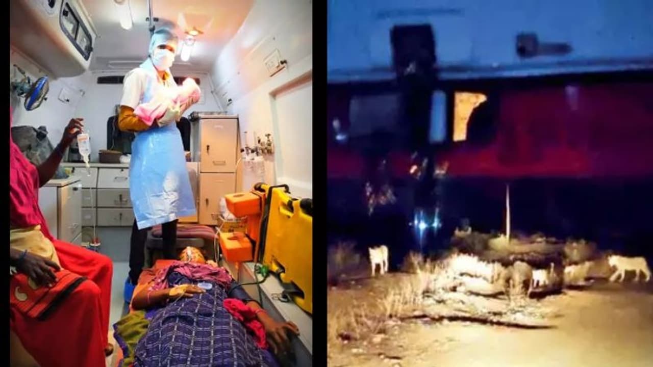 കാടിന് നടുവില് വച്ച് സിംഹക്കൂട്ടം വഴിതടഞ്ഞു ; യുവതി പെണ്കുഞ്ഞിന് ജന്മം നല്കിയത് ആംബുലന്സില് കാടിന് നടുവില് വച്ച് സിംഹക്കൂട്ടം വഴിതടഞ്ഞു ; യുവതി പെണ്കുഞ്ഞിന് ജന്മം നല്കിയത് ആംബുലന്സില്