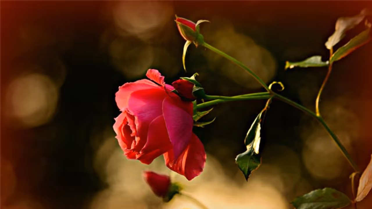 റോസാച്ചെടിയുടെ ഇലകള്‍ മഞ്ഞനിറം ബാധിച്ച് കൊഴിയാതിരിക്കാന്‍ ഇവ ശ്രദ്ധിക്കാം