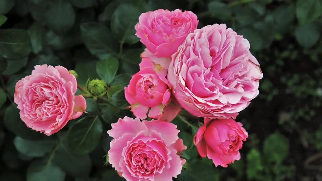 ಕೊಪ್ಪಳ: ರೈತನ ಬದುಕು ಬದಲಿಸಿದ ಮೇರಾಬುಲ್ ಗುಲಾಬಿ..! ಕೊಪ್ಪಳ: ರೈತನ ಬದುಕು ಬದಲಿಸಿದ ಮೇರಾಬುಲ್ ಗುಲಾಬಿ..!