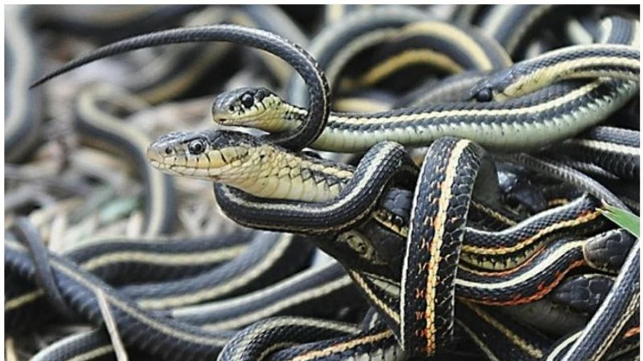 പാമ്പുകള്ക്ക് തനിച്ചിരിക്കാന് പേടിയാണോ? അവയ്ക്ക് കൂട്ടുകാരുണ്ടോ? പാമ്പുകള്ക്ക് തനിച്ചിരിക്കാന് പേടിയാണോ? അവയ്ക്ക് കൂട്ടുകാരുണ്ടോ?