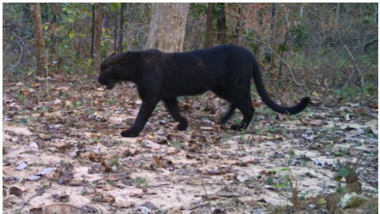 ഏഴുവര്ഷത്തെ ഇടവേളയ്ക്ക് ശേഷം കരിമ്പുലിയെ കണ്ടെത്തി; 'ബഗീര'യാണോയെന്ന് ട്വിറ്റര് ഏഴുവര്ഷത്തെ ഇടവേളയ്ക്ക് ശേഷം കരിമ്പുലിയെ കണ്ടെത്തി; 'ബഗീര'യാണോയെന്ന് ട്വിറ്റര്