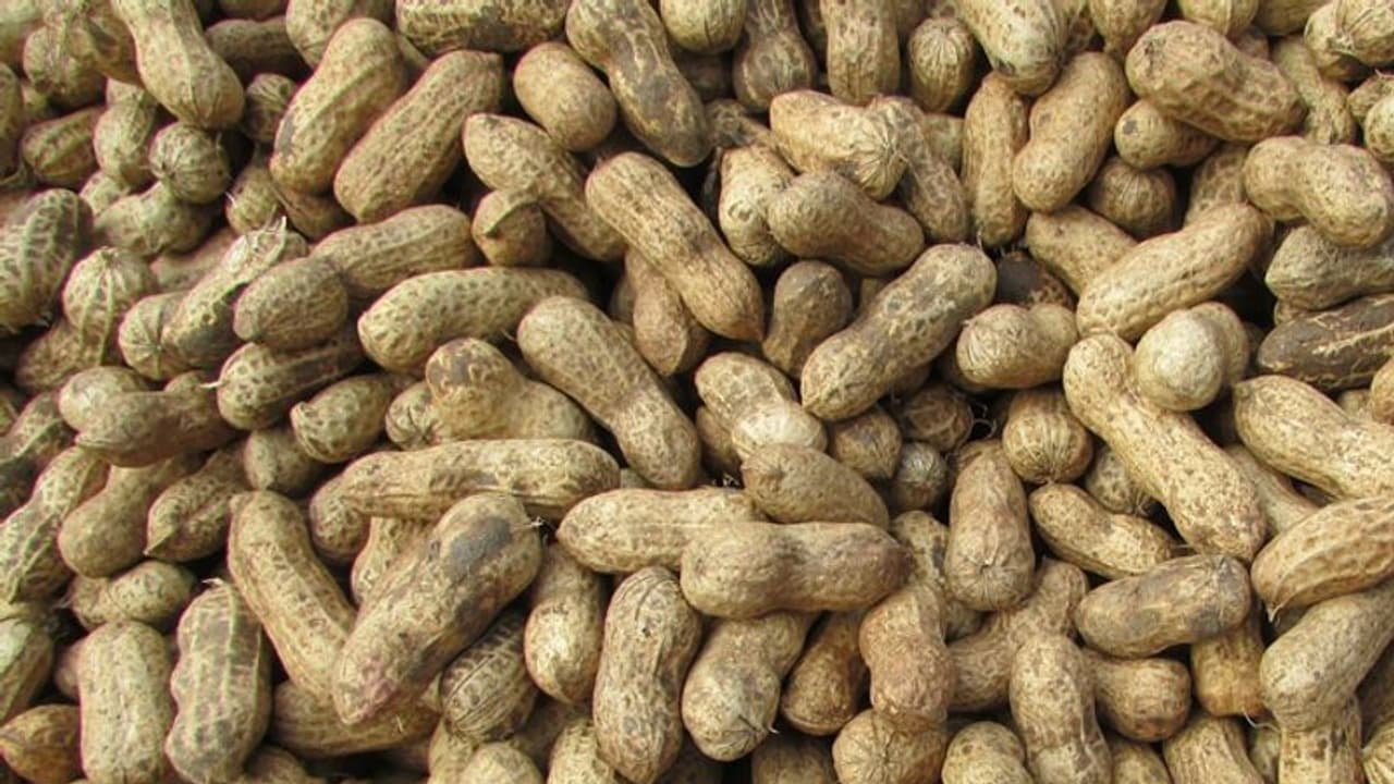 നിലക്കടല കൃഷി വീട്ടിലും പരീക്ഷിക്കാം; ഇക്കാര്യങ്ങള്‍ പരിഗണിച്ചാല്‍ മതി