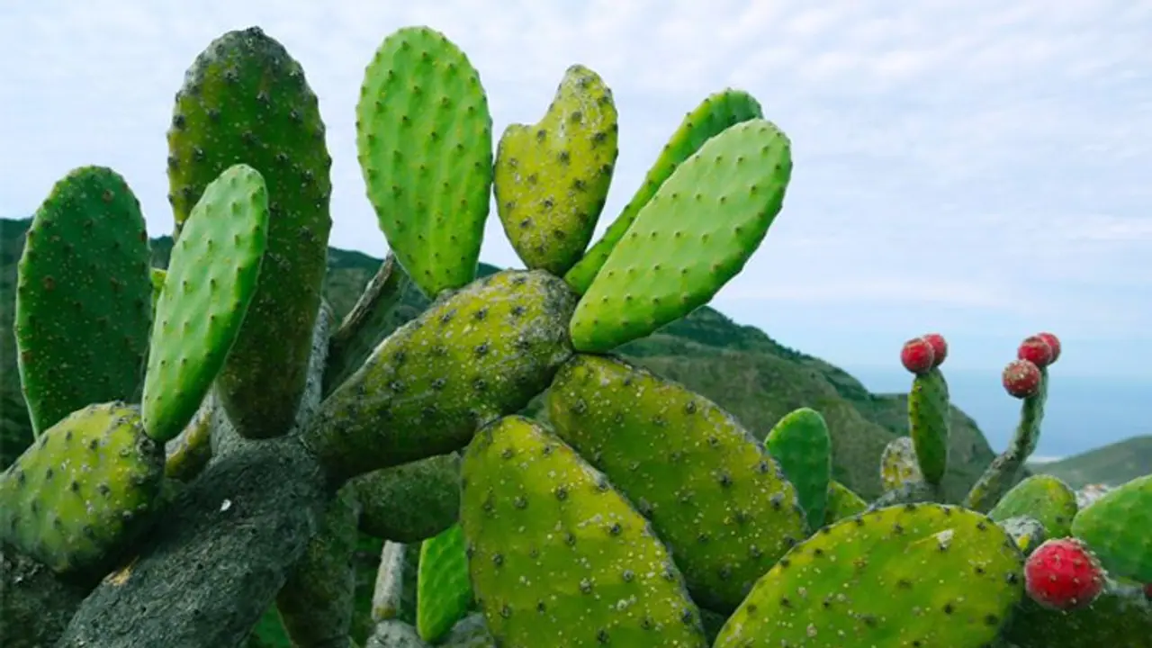 അറിയാമോ, കള്ളിച്ചെടിയില് പോഷകഗുണവും ഔഷധമൂല്യവുമുണ്ട്; കൃഷിയിലൂടെ വരുമാനവും നേടാം അറിയാമോ, കള്ളിച്ചെടിയില് പോഷകഗുണവും ഔഷധമൂല്യവുമുണ്ട്; കൃഷിയിലൂടെ വരുമാനവും നേടാം