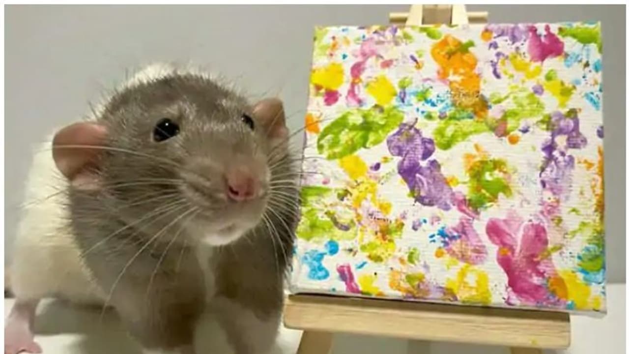 എലി വരച്ച ചിത്രം; വിറ്റുപോയത് 1000 പൗണ്ടിന്; ലോകത്തെങ്ങുമുള്ള ആരാധകർ കാത്തിരിക്കുന്നു എലി വരച്ച ചിത്രം; വിറ്റുപോയത് 1000 പൗണ്ടിന്; ലോകത്തെങ്ങുമുള്ള ആരാധകർ കാത്തിരിക്കുന്നു