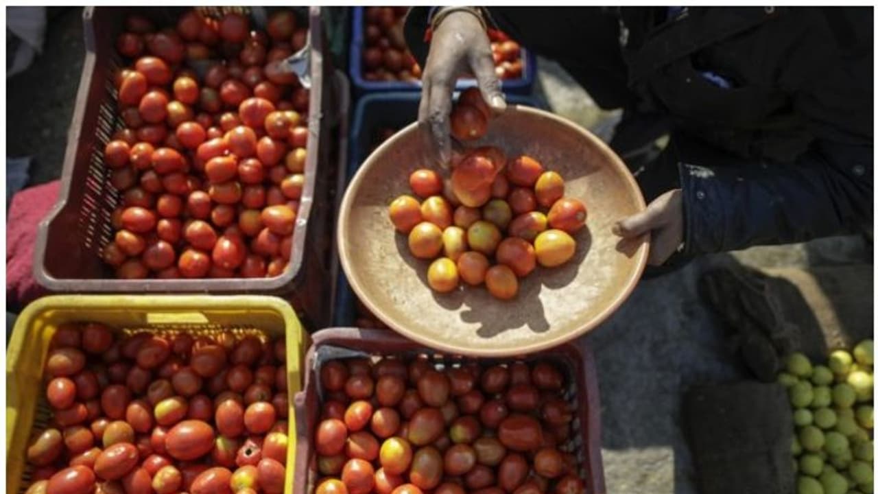 കൊവിഡിന് പിന്നാലെ കര്ഷകന് വിനയായി 'തിരംഗ'; മഹാരാഷ്ട്രയിലെ തക്കാളിപ്പാടങ്ങളില് നാശം വിതച്ച് കൊവിഡിന് പിന്നാലെ കര്ഷകന് വിനയായി 'തിരംഗ'; മഹാരാഷ്ട്രയിലെ തക്കാളിപ്പാടങ്ങളില് നാശം വിതച്ച്