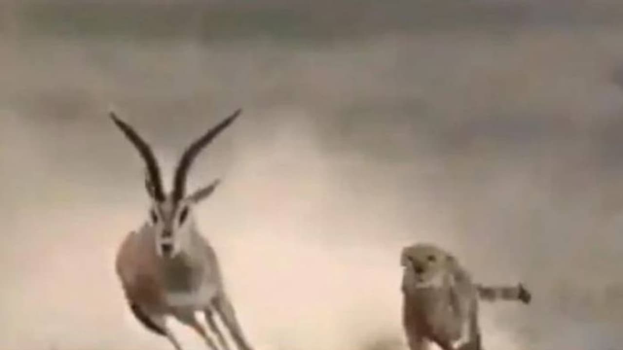 മാനിനെ വേട്ടയാടുന്ന ചീറ്റപ്പുലി; കണ്ടിരുന്നുപോകും ഈ വീഡിയോ മാനിനെ വേട്ടയാടുന്ന ചീറ്റപ്പുലി; കണ്ടിരുന്നുപോകും ഈ വീഡിയോ