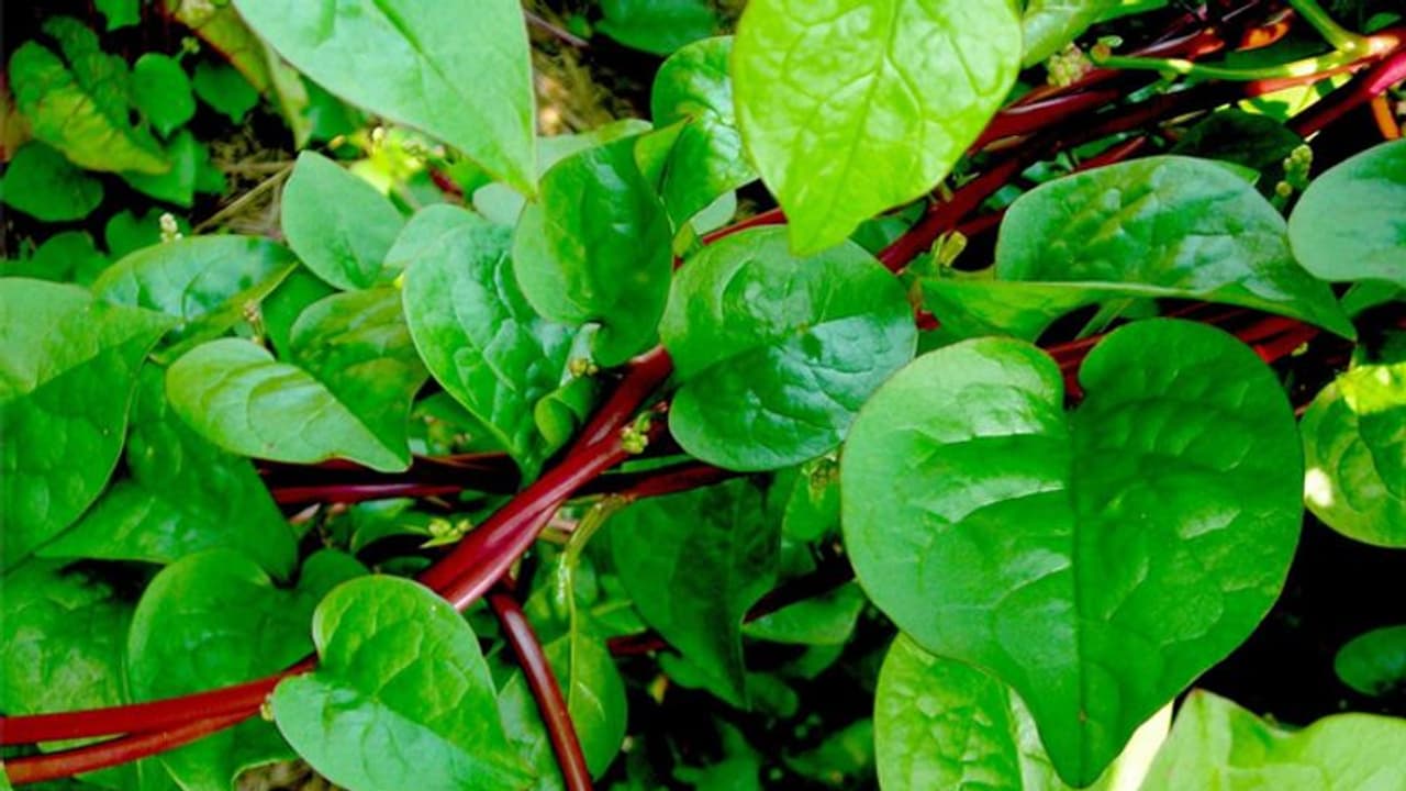 മലബാര്‍ സ്‍പിനാഷ് അഥവാ വഷളച്ചീര, രുചിയില്‍ ഒട്ടും വഷളല്ല...