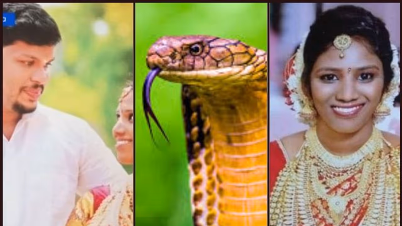 രാത്രി ഉത്രയുടെ മുകളിൽ കരിമൂർഖനെ കുടഞ്ഞിട്ടു, പാമ്പ് കടിക്കുന്നത് നോക്കി നിന്നു; സൂരജിന്റെ കുറ്റസമ്മതം ഇങ്ങനെ രാത്രി ഉത്രയുടെ മുകളിൽ കരിമൂർഖനെ കുടഞ്ഞിട്ടു, പാമ്പ് കടിക്കുന്നത് നോക്കി നിന്നു; സൂരജിന്റെ കുറ്റസമ്മതം ഇങ്ങനെ