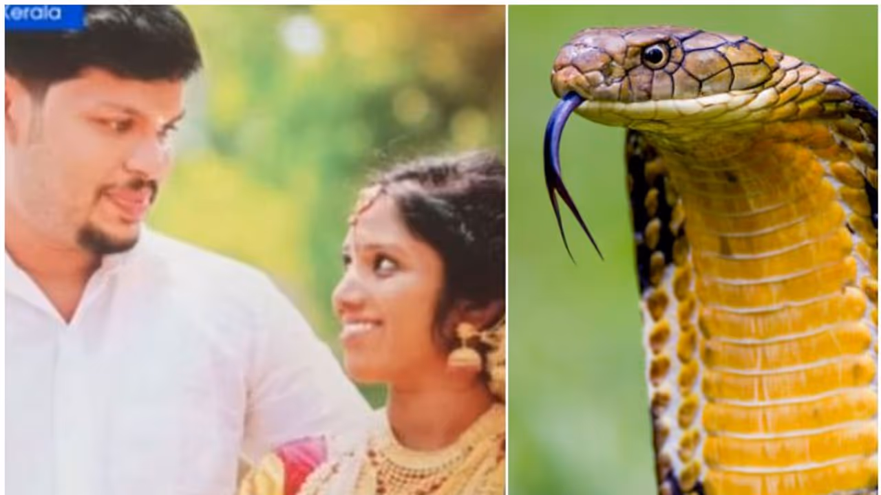 ഉത്ര കൊലപാതകം; സൂരജിന്റെ ബാഗില് ഉറക്കഗുളികകള് കണ്ടെത്തി, മരുന്ന് വാങ്ങിയത് ഡോക്ടറുടെ കുറിപ്പില്ലാതെ ഉത്ര കൊലപാതകം; സൂരജിന്റെ ബാഗില് ഉറക്കഗുളികകള് കണ്ടെത്തി, മരുന്ന് വാങ്ങിയത് ഡോക്ടറുടെ കുറിപ്പില്ലാതെ