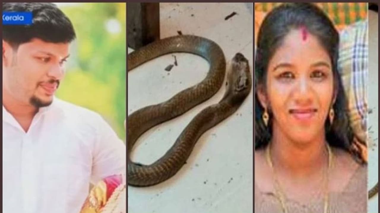 ഉത്രയെ കടിച്ചത് കരിമൂർഖൻ തന്നെ; പാമ്പിന്റെ പോസ്റ്റ്മോർട്ടം കഴിഞ്ഞു, തെളിവുകൾ ലഭിച്ചെന്ന് ഡോക്ടർമാർ ഉത്രയെ കടിച്ചത് കരിമൂർഖൻ തന്നെ; പാമ്പിന്റെ പോസ്റ്റ്മോർട്ടം കഴിഞ്ഞു, തെളിവുകൾ ലഭിച്ചെന്ന് ഡോക്ടർമാർ