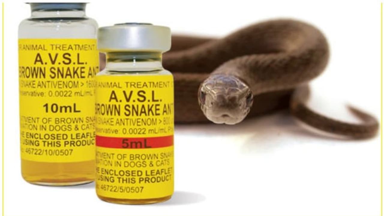 പാമ്പുകടിയേൽക്കുമ്പോൾ മരണം സംഭവിക്കുന്നതെങ്ങനെ?