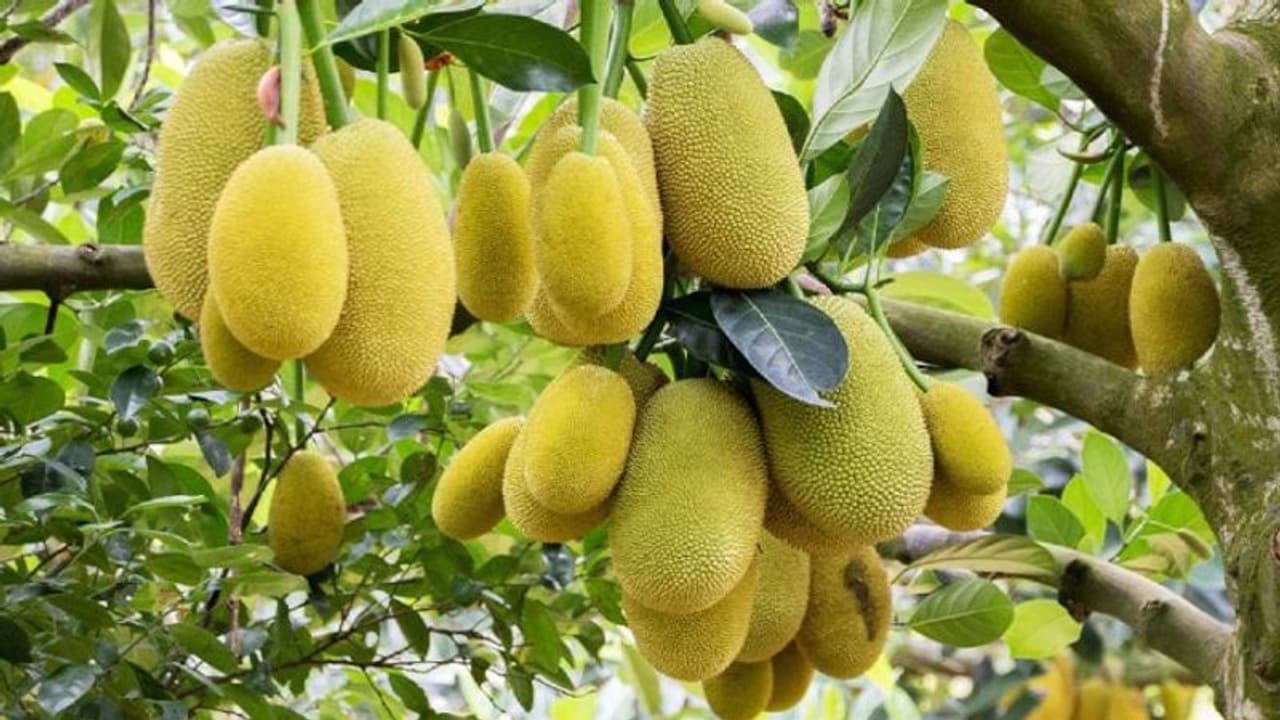 কেরলের কাঁঠাল যাচ্ছে অস্ট্রেলিয়া, আগামী বছর লক্ষ্য সিঙ্গাপুর থেকে জার্মানি কেরলের কাঁঠাল যাচ্ছে অস্ট্রেলিয়া, আগামী বছর লক্ষ্য সিঙ্গাপুর থেকে জার্মানি