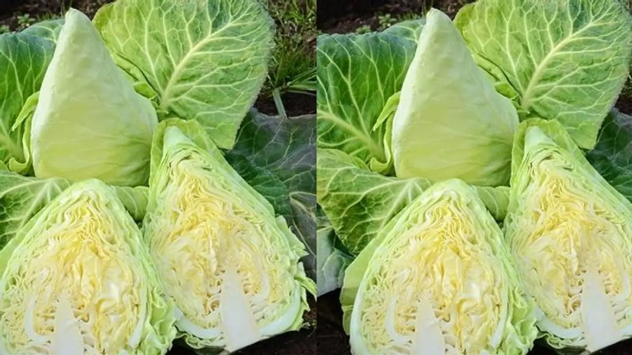 പുളിപ്പും മധുരവും കലര്ന്ന മര്ഡോക് കാബേജ് പുളിപ്പും മധുരവും കലര്ന്ന മര്ഡോക് കാബേജ്