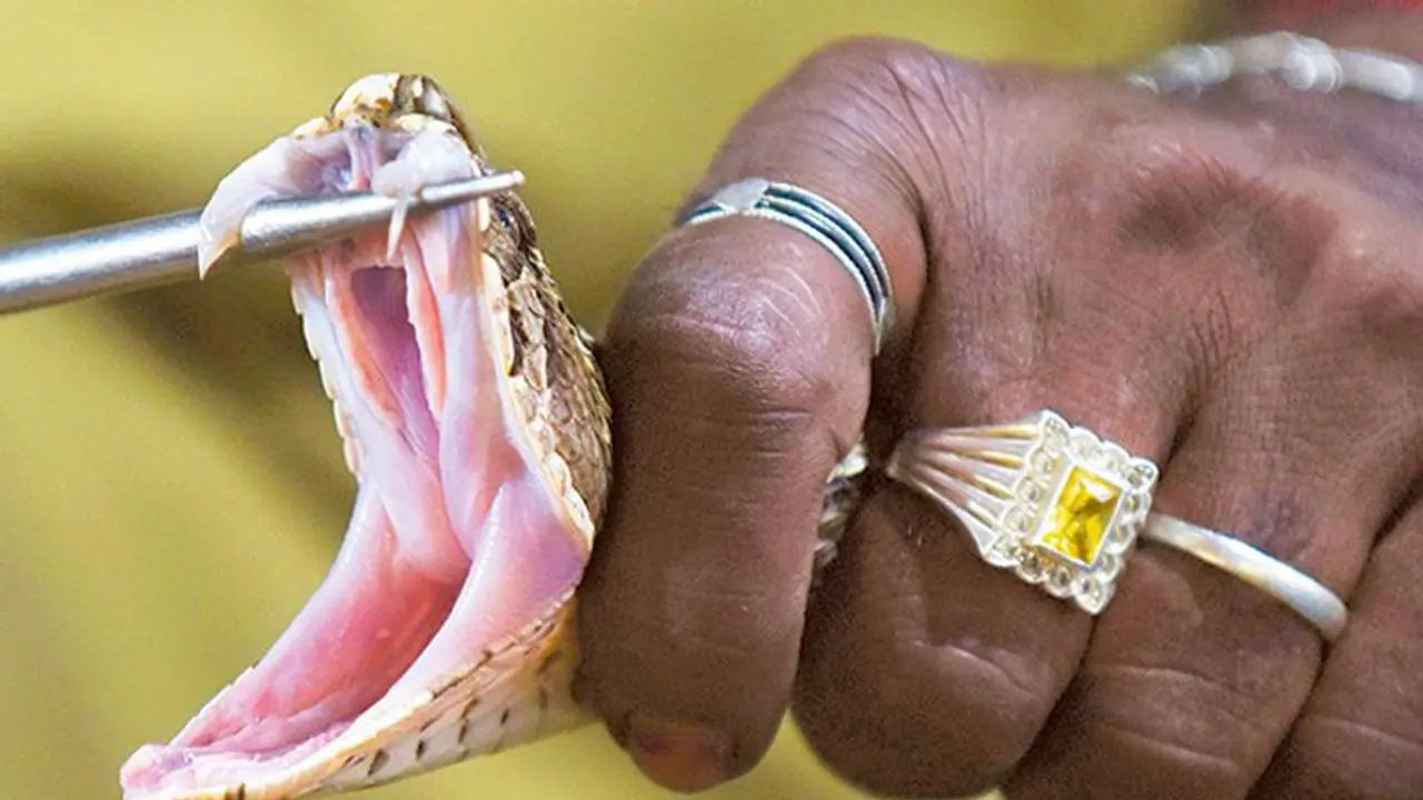 ಛೇ.. ಆಟವಾಡುತ್ತಿದ್ದ ಬಾಲಕಿ ಹಾವು ಕಚ್ಚಿ ಸಾವು..! ಛೇ.. ಆಟವಾಡುತ್ತಿದ್ದ ಬಾಲಕಿ ಹಾವು ಕಚ್ಚಿ ಸಾವು..!