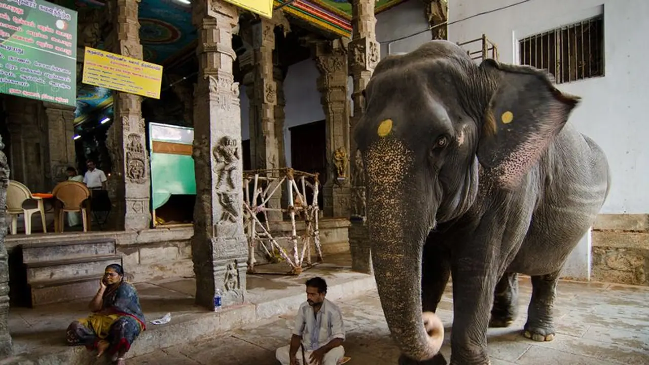 இனி..கோயில் யானைகளுக்கு தடை... நீதிமன்றம் அதிரடி உத்தரவு இனி..கோயில் யானைகளுக்கு தடை... நீதிமன்றம் அதிரடி உத்தரவு