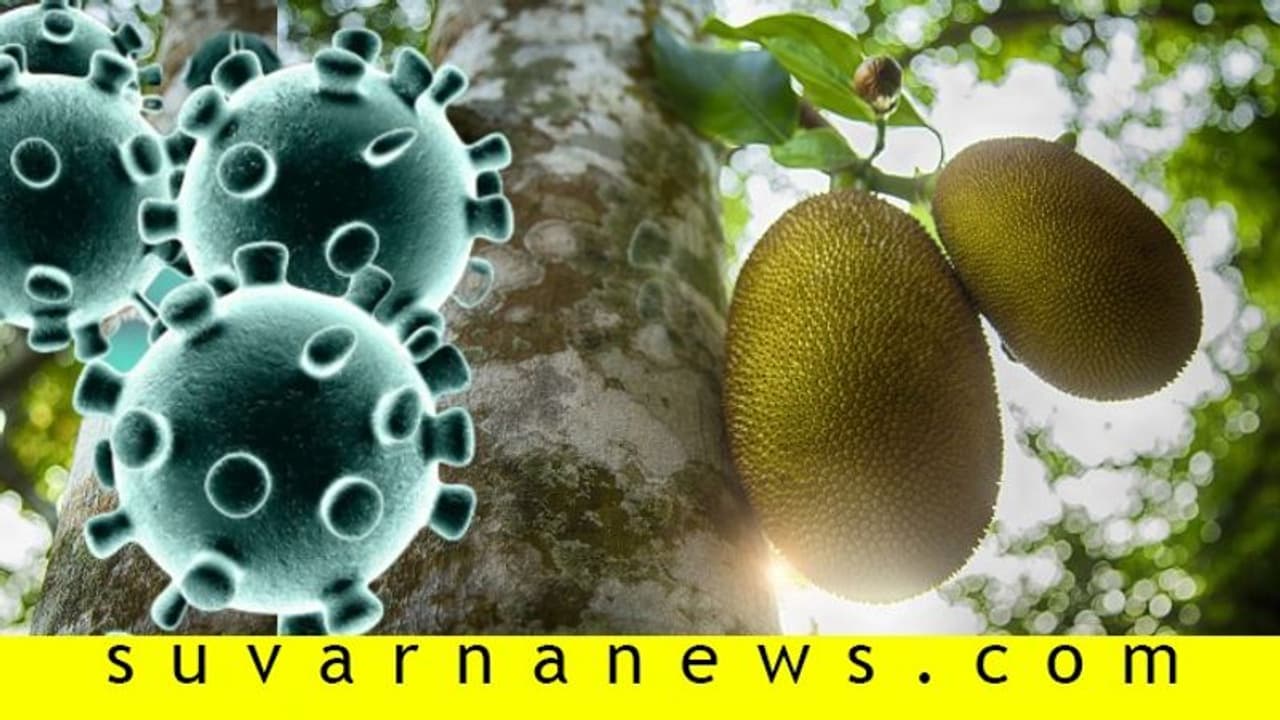 ಹಲಸಿನ ಕಾಯಿ ಬಿದ್ದು ಗಾಯಗೊಂಡಿದ್ದವಗೆ ಕೊರೋನಾ ಸೋಂಕು! ಹಲಸಿನ ಕಾಯಿ ಬಿದ್ದು ಗಾಯಗೊಂಡಿದ್ದವಗೆ ಕೊರೋನಾ ಸೋಂಕು!