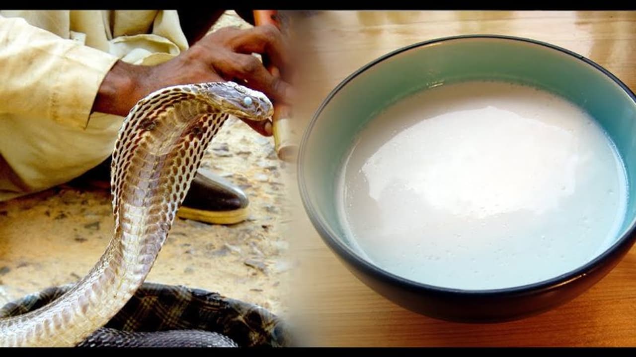 പാമ്പുകൾ പാലുകുടിക്കുമോ? അവയ്ക്ക് പ്രതികാരബുദ്ധിയുണ്ടോ? പാമ്പുകളെപ്പറ്റി നിലവിലുള്ള അഞ്ച് അന്ധവിശ്വാസങ്ങൾ പാമ്പുകൾ പാലുകുടിക്കുമോ? അവയ്ക്ക് പ്രതികാരബുദ്ധിയുണ്ടോ? പാമ്പുകളെപ്പറ്റി നിലവിലുള്ള അഞ്ച് അന്ധവിശ്വാസങ്ങൾ