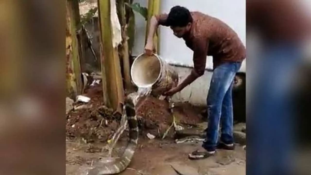 Man gives cobra a head bath; netizens in shock and awe after watching video