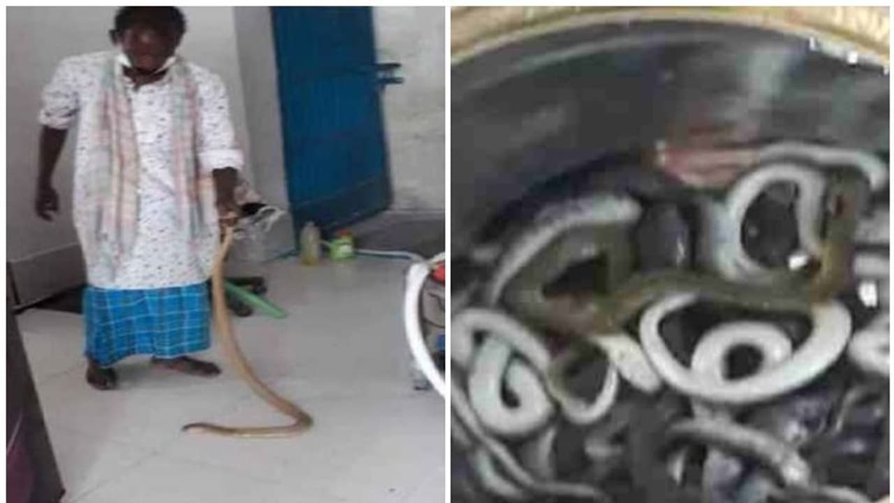 കുളിക്കുമ്പോൾ കാലിൽ ഉരുമ്മി മൂർഖൻ, ബിഹാറിലെ ഒരു സന്യാസിയുടെ വീട്ടിൽ നിന്ന് കണ്ടെടുത്തത് അമ്പതിൽപരം പാമ്പുകൾ കുളിക്കുമ്പോൾ കാലിൽ ഉരുമ്മി മൂർഖൻ, ബിഹാറിലെ ഒരു സന്യാസിയുടെ വീട്ടിൽ നിന്ന് കണ്ടെടുത്തത് അമ്പതിൽപരം പാമ്പുകൾ