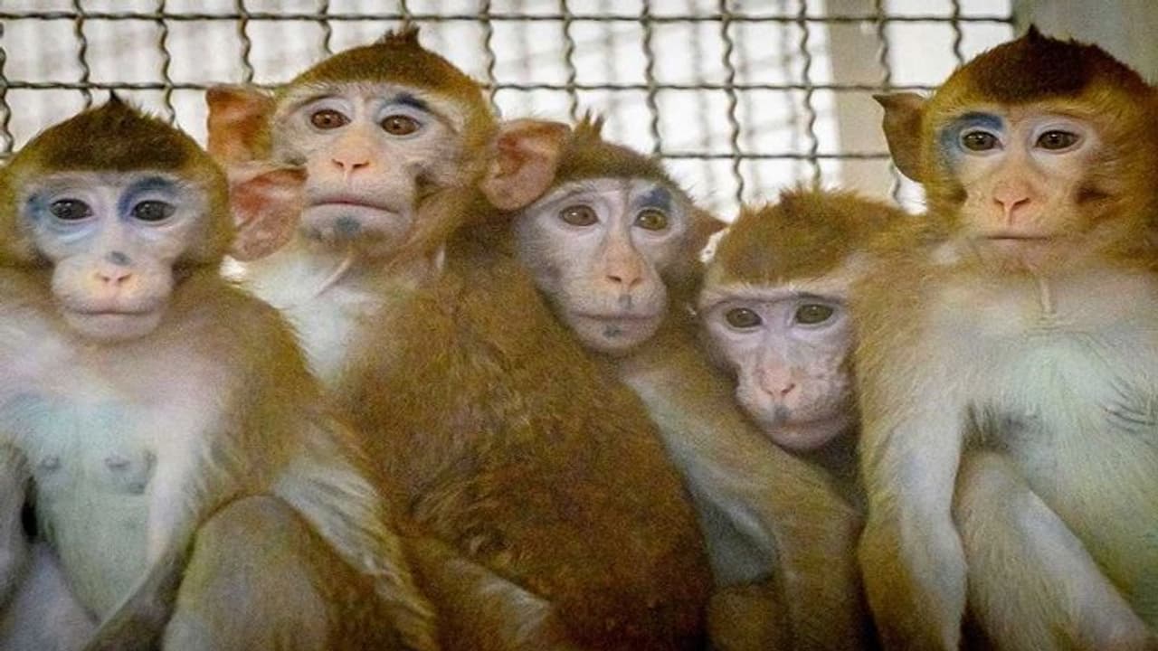 కర్ణాటకలో దారుణం : కోతులకు విషం పెట్టి.. గోనెసంచుల్లో కుక్కి.. ఆపై...!! కర్ణాటకలో దారుణం : కోతులకు విషం పెట్టి.. గోనెసంచుల్లో కుక్కి.. ఆపై...!!